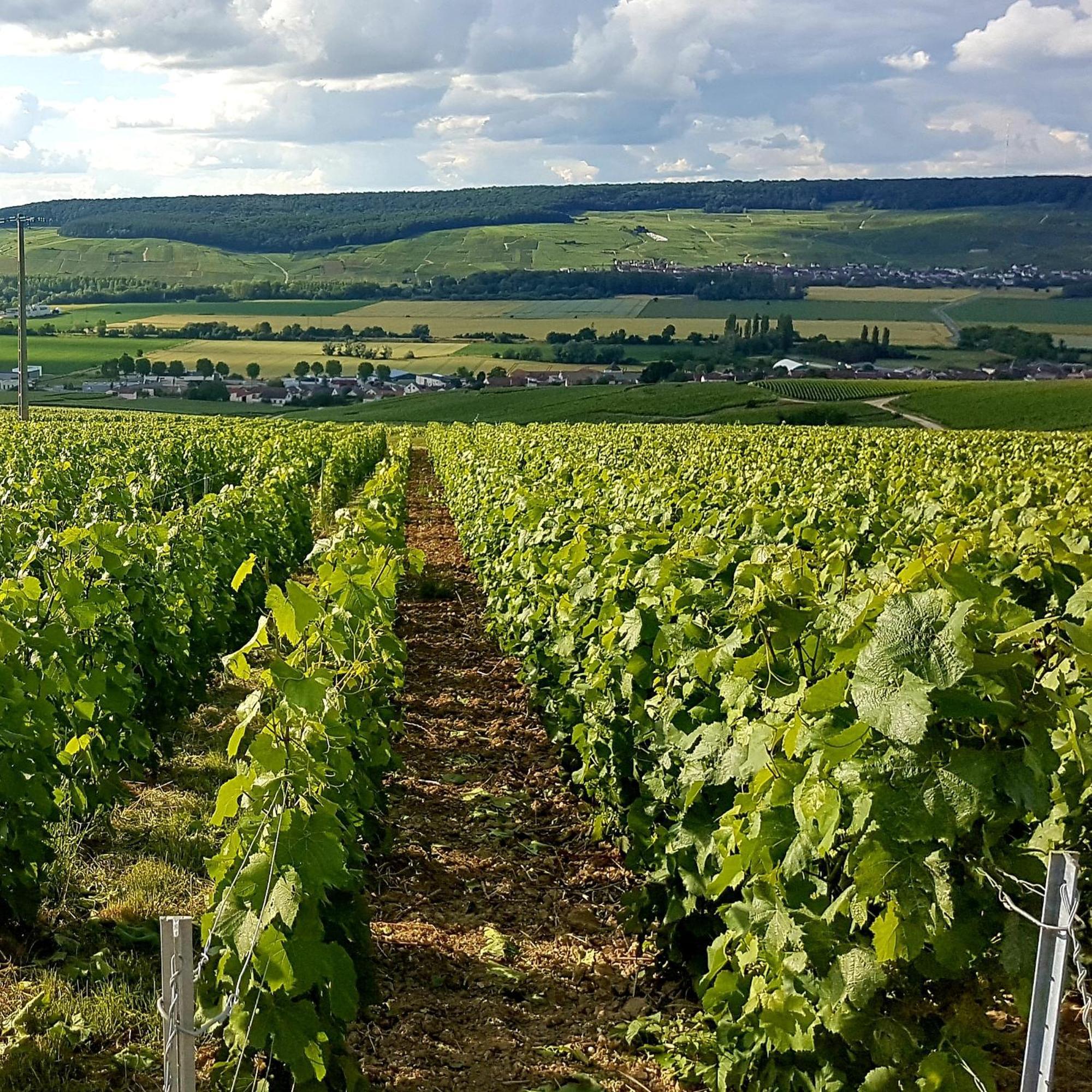 Le Cocon Appartement Proche Epernay Et Maisons De Champagne Ay-Champagne Room photo